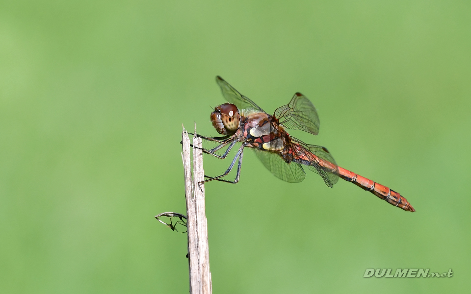Common Darter (male, Sympetrum striolatum)